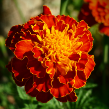 Load image into Gallery viewer, Colorado Marigold Mix