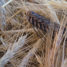 Load image into Gallery viewer, Heritage Grains Mix (Wheat, Barley & Rye)