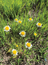 Load image into Gallery viewer, Quest For Calm