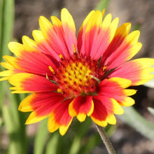 Load image into Gallery viewer, Blanket Flower (Gaillardia)