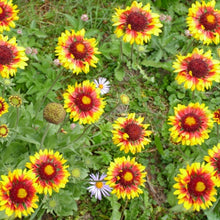 Load image into Gallery viewer, Blanket Flower (Gaillardia)