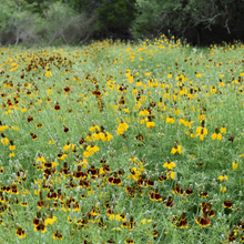 Load image into Gallery viewer, Mexican Hat (Prairie Coneflower)
