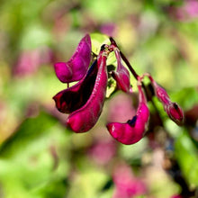 Load image into Gallery viewer, Purple Hyacinth Bean