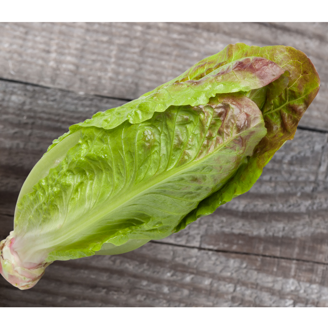 Brown Goldring Lettuce – Mother Earth Living