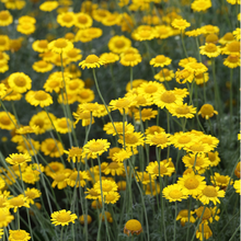 Load image into Gallery viewer, Dyer's Chamomile