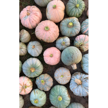 Load image into Gallery viewer, Pueblo Hubbard Squash