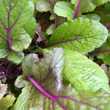 Load image into Gallery viewer, Vibrant Joy Mustard