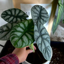 Load image into Gallery viewer, All-Purpose Soil Mix