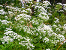 Load image into Gallery viewer, Anise Seed (Pimpinella anisum)