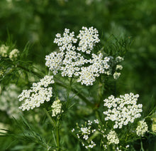 Load image into Gallery viewer, Anise Seed (Pimpinella anisum)