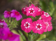 Load image into Gallery viewer, Phlox, Annual (Phlox drummondii)