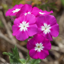Load image into Gallery viewer, Phlox, Annual (Phlox drummondii)