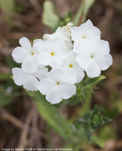 Load image into Gallery viewer, Phlox, Annual (Phlox drummondii)