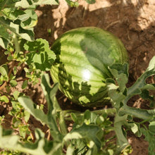 Load image into Gallery viewer, Pueblo Watermelon Mix
