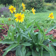 Load image into Gallery viewer, Arnica, Meadow (Arnica chamissonis)