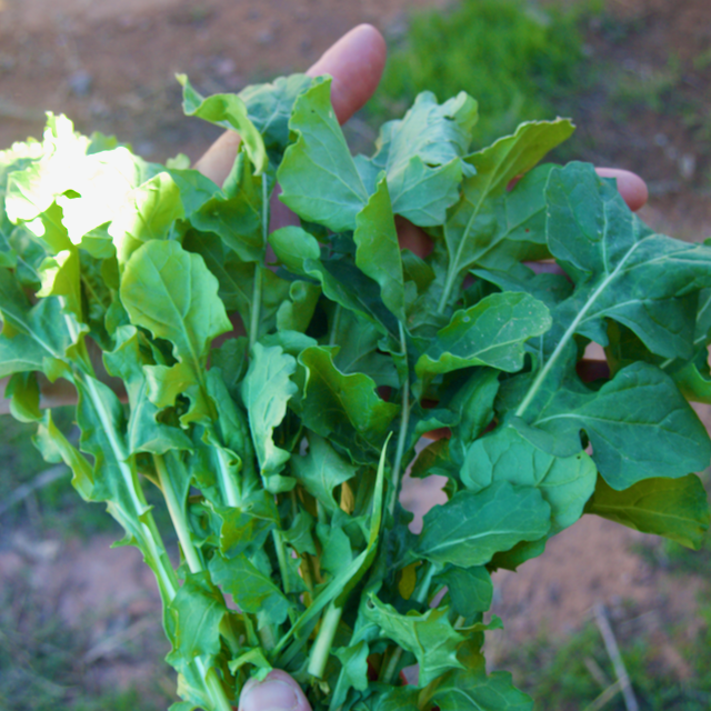Arugula Landrace – Mother Earth Living