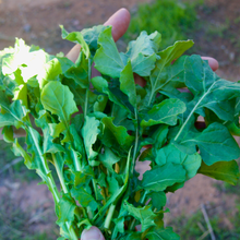 Load image into Gallery viewer, Arugula Landrace
