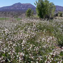 Load image into Gallery viewer, Arugula Landrace