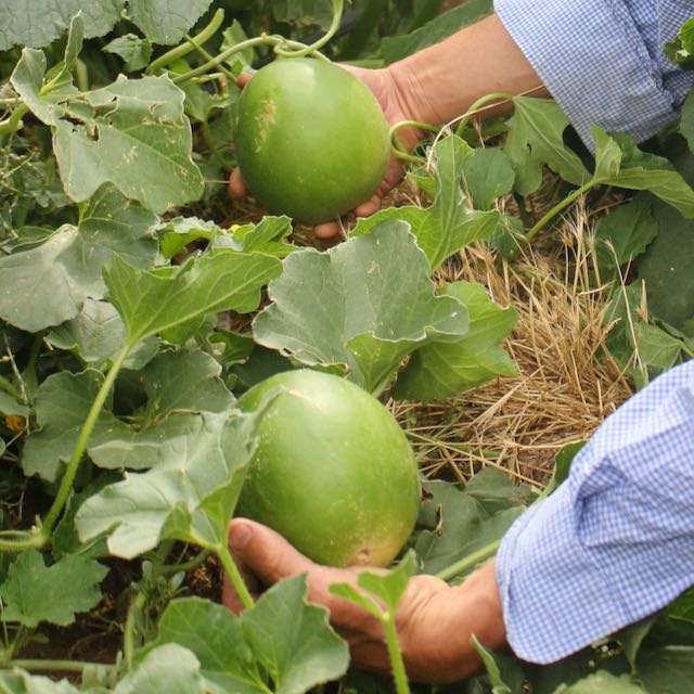 Hopi Origin Titus Cantaloupe – Mother Earth Living