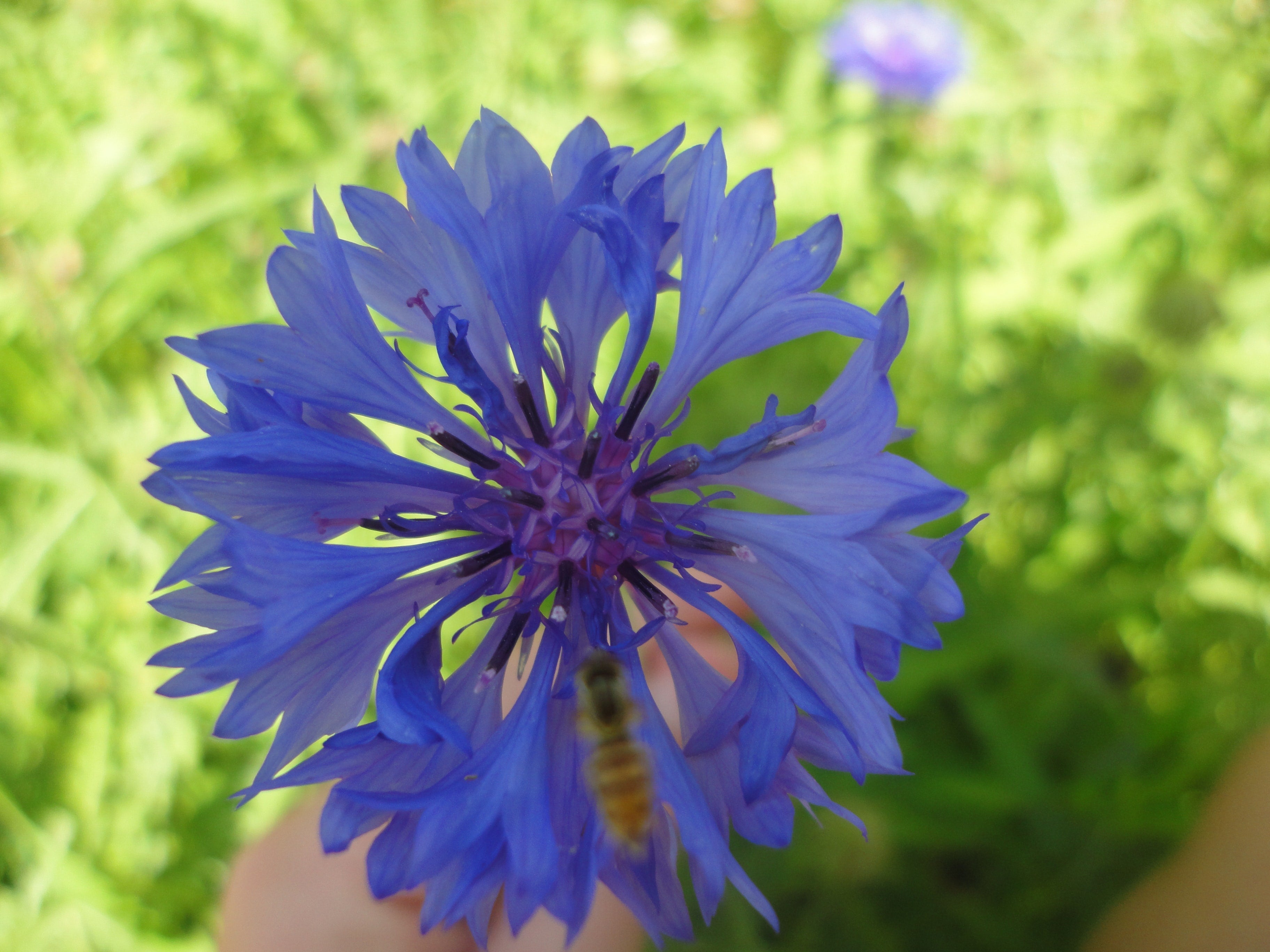 Blue & Pink Bachelor's Button – Mother Earth Living