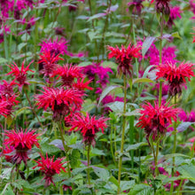 Load image into Gallery viewer, Bee Balm, Wild Mix (Monarda fistulosa)