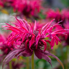 Load image into Gallery viewer, Bee Balm, Wild Mix (Monarda fistulosa)