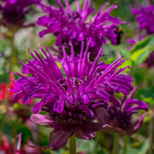 Load image into Gallery viewer, Bee Balm, Wild Mix (Monarda fistulosa)