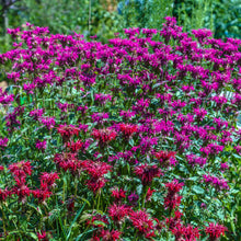 Load image into Gallery viewer, Bee Balm, Wild Mix (Monarda fistulosa)