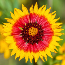 Load image into Gallery viewer, Blanket Flower aka Gaillardia (Gaillardia pulchella)