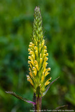 Load image into Gallery viewer, Lousewort, Bracted aka Pedicularis (Pedicularis bracteosa)