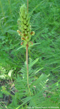 Load image into Gallery viewer, Lousewort, Bracted aka Pedicularis (Pedicularis bracteosa)