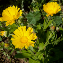 Load image into Gallery viewer, Calendula Mix