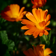Load image into Gallery viewer, Calendula Mix