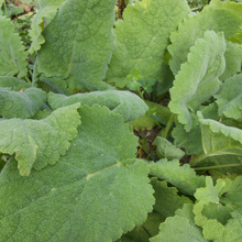 Load image into Gallery viewer, Clary Sage