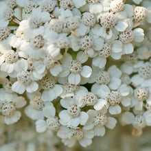 Load image into Gallery viewer, Yarrow, Coastal (Achillea millefolium litoralis)