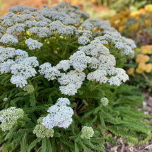 Load image into Gallery viewer, Yarrow, Coastal (Achillea millefolium litoralis)