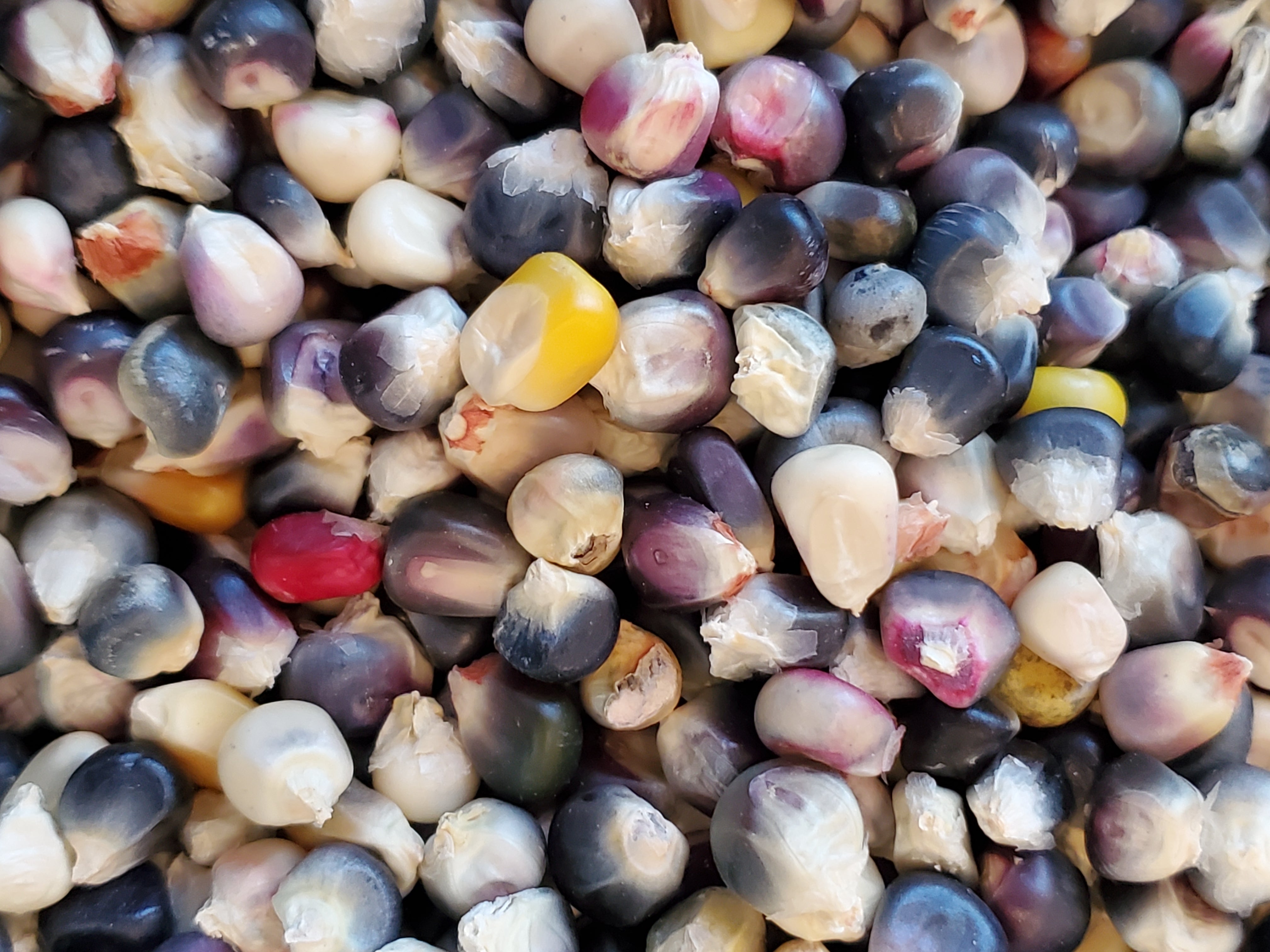 Blue Rainbow Corn Landrace – Mother Earth Living