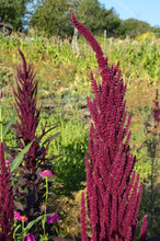 Load image into Gallery viewer, Amaranth, Culinary Mix (Amaranthus cruentus)