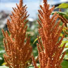 Load image into Gallery viewer, Amaranth, Culinary Mix (Amaranthus cruentus)