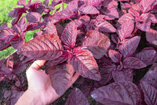 Load image into Gallery viewer, Amaranth, Culinary Mix (Amaranthus cruentus)