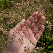 Load image into Gallery viewer, Bouquet Dill
