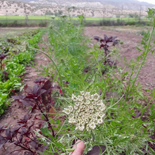 Load image into Gallery viewer, Colorful Carrot Mix