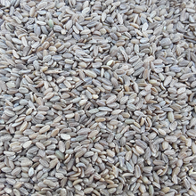 Load image into Gallery viewer, Dragon Carrot