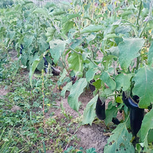 Load image into Gallery viewer, Early Violet Italian Eggplant