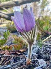 Load image into Gallery viewer, Pasque Flower, American aka Pulsatilla (Pulsatilla patens)