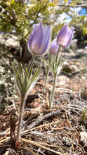 Load image into Gallery viewer, Pasque Flower, American aka Pulsatilla (Pulsatilla patens)