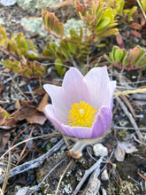 Load image into Gallery viewer, Pasque Flower, American aka Pulsatilla (Pulsatilla patens)