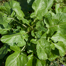 Load image into Gallery viewer, Ethiopian Kale