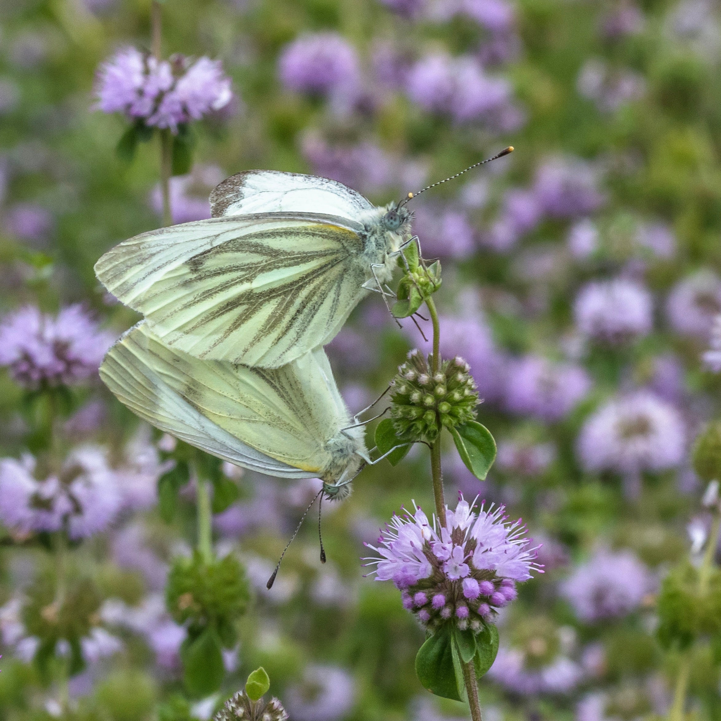 Pennyroyal, European (Mentha pulegium) – Mother Earth Living