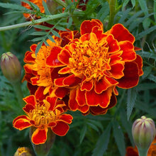 Load image into Gallery viewer, Marigold, Garden Mix (Tagetes erecta & patula)